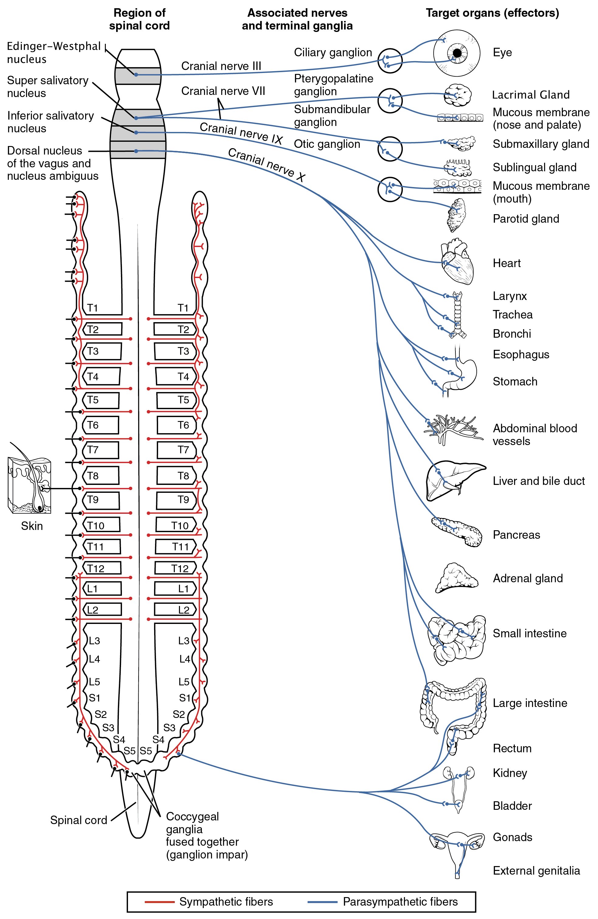 The sympathetic and parasympathetic nervous systems